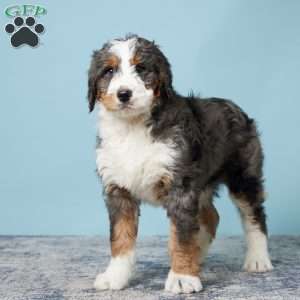 Rocky, Bernedoodle Puppy